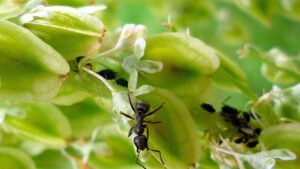 Perché trovi le formiche sulle tue piante e come eliminarle