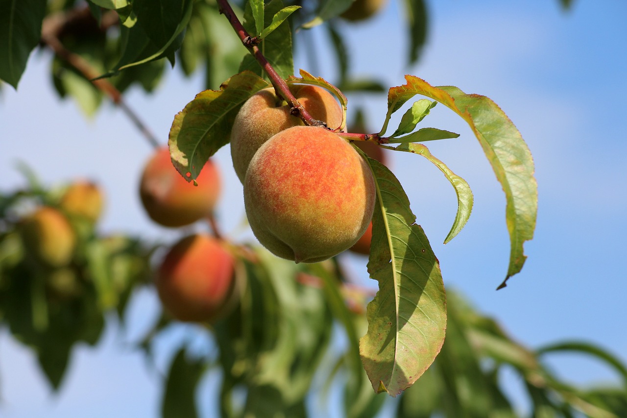 Albero pesche