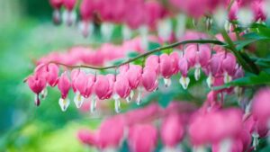 Lamprocapnos spectabilis: la storia, le origini del nome e il significato nascosto del fiore a forma di cuore