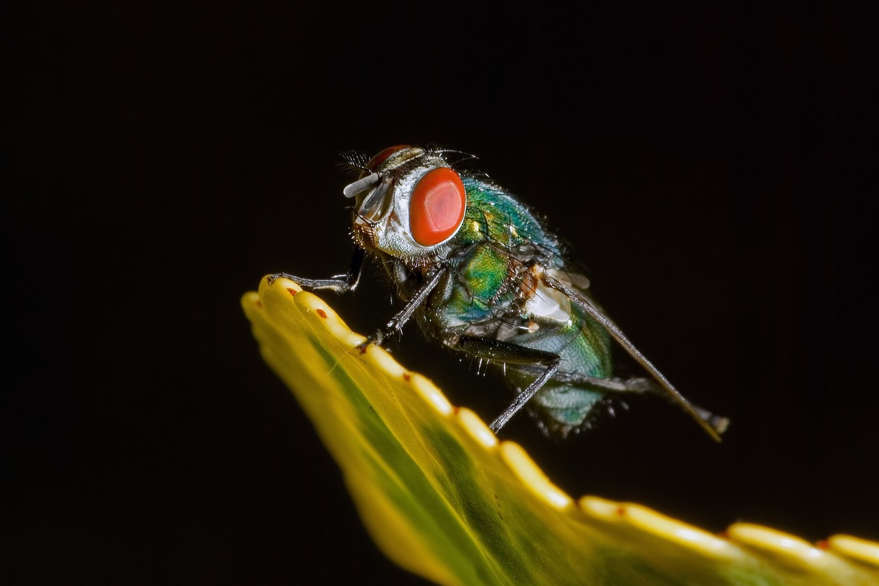 Mosca macro