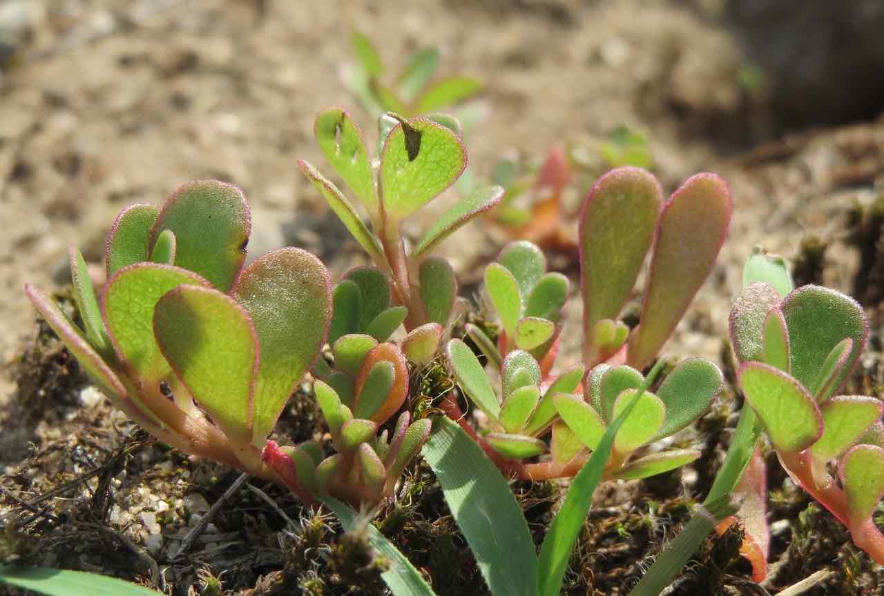 portulaca