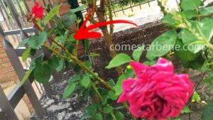 Parassiti delle rose in estate: come eliminarli