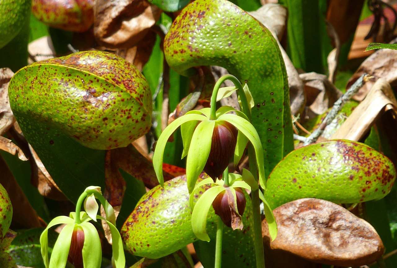 Darlingtonia