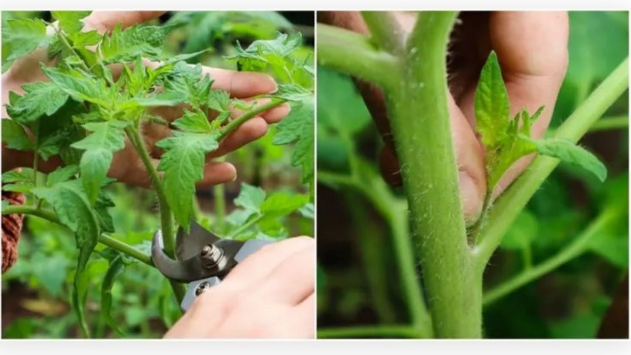 Potatura piante di pomodoro