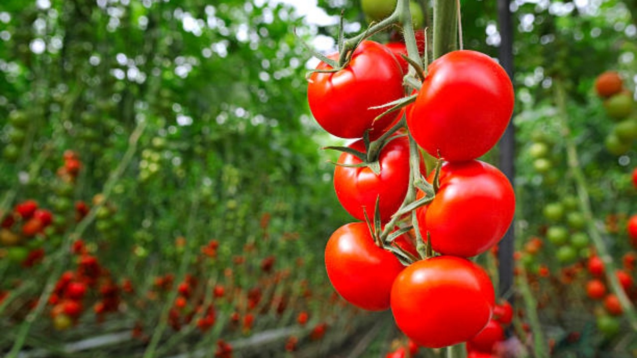 Pianta di pomodoro