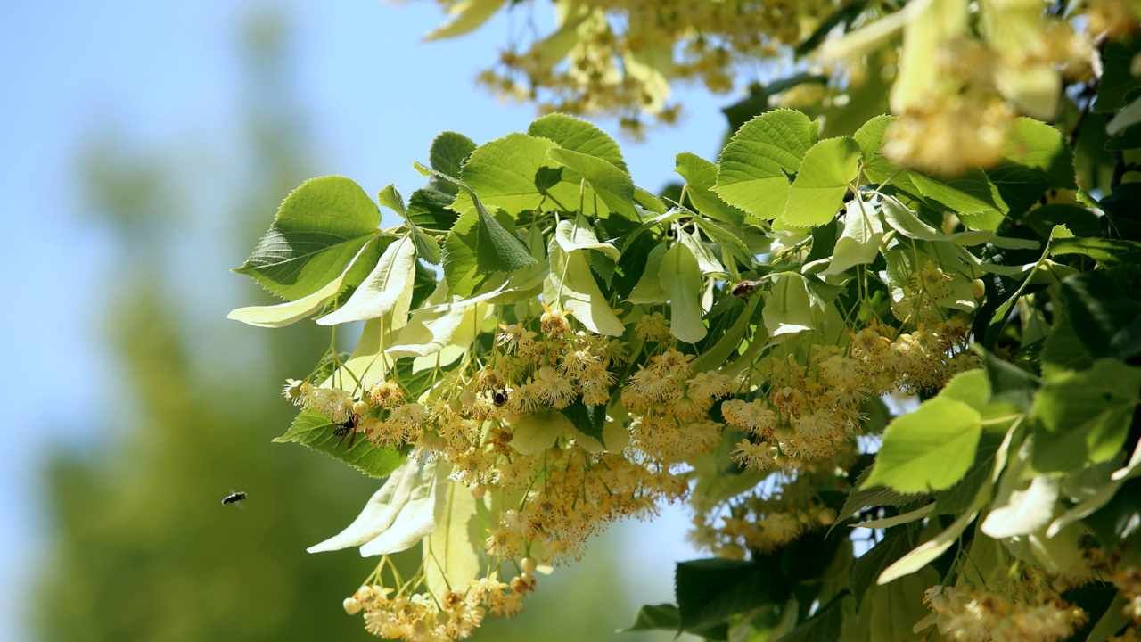 Albero di tiglio