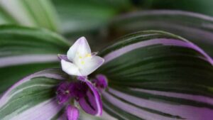 Tradescantia Nanouk, sai come farla fiorire?