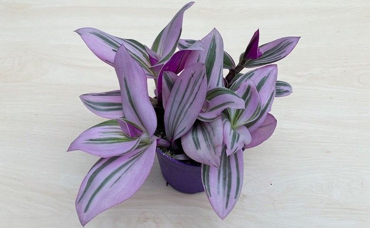 coltivare la  Tradescantia Nanouk