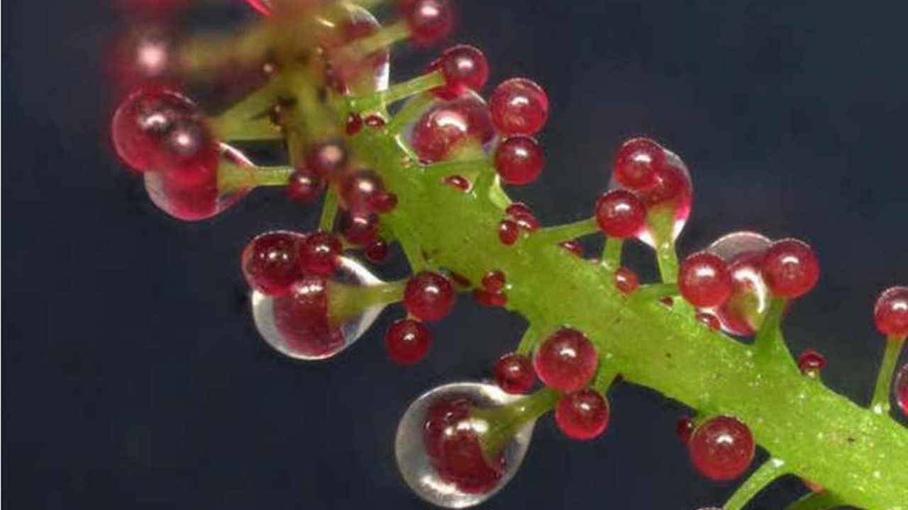 foglia di pianta carnivora