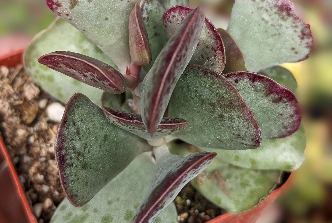 conoscere l'Adromischus