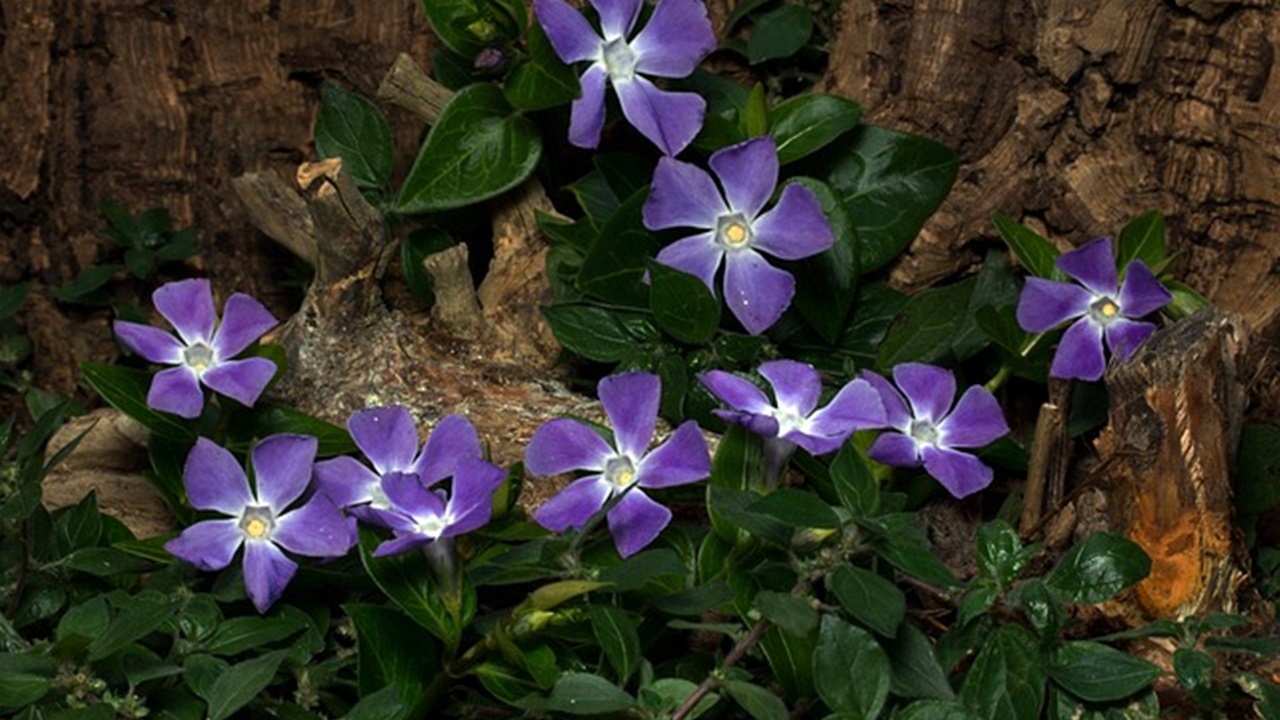 fiori viola