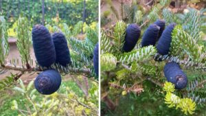 Sapevi che esiste un albero da cui nascono delle pigne blu? Tutto quello che dovresti sapere