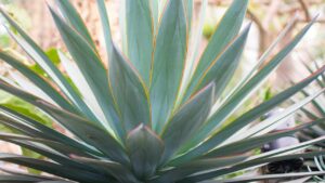 È la pianta grassa dalle poche cure e dal fiore unico: coltiva anche tu l’agave