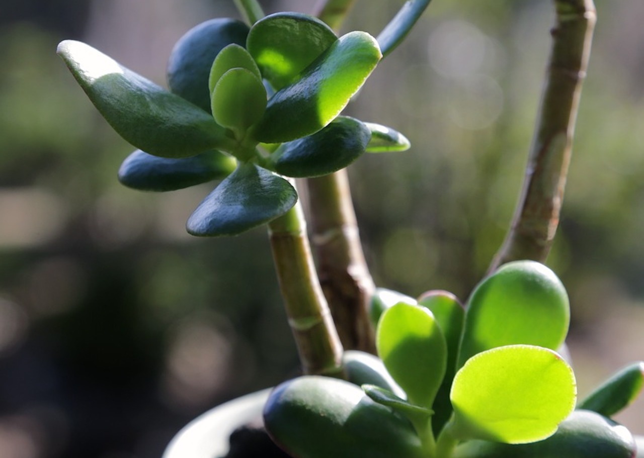 pianta albero di giada