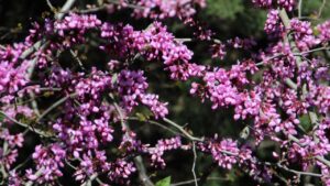 La leggendaria pianta dai fiori viola: come coltivare l’Albero di Giuda