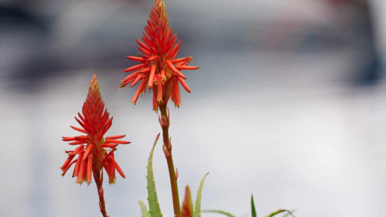 fiori dell'aloe