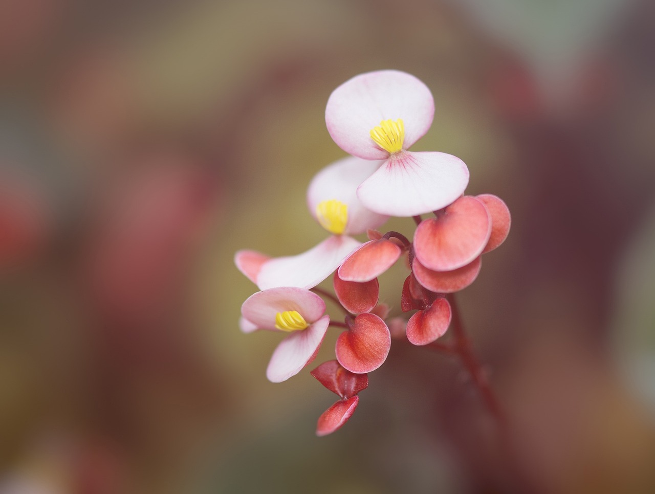 fiore begonia
