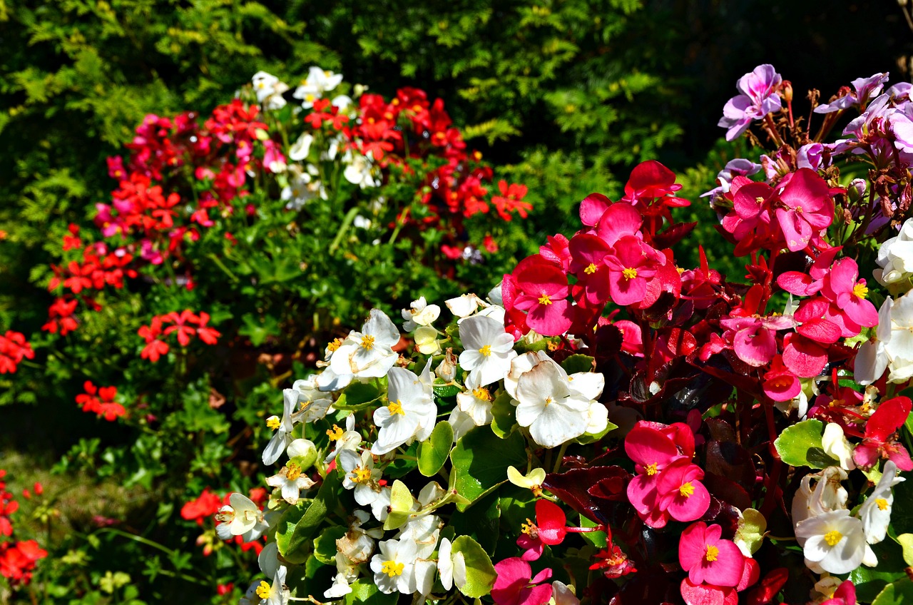 begonia rigogliosa
