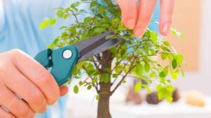 Come coltivare il bonsai, perfetto anche per gli inesperti