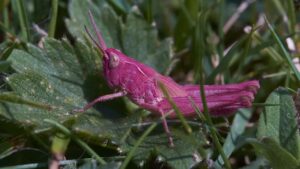 Ti è mai capitato di vedere una cavalletta rosa? È molto rara, ma questo colore rappresenta un grave problema: ecco perché