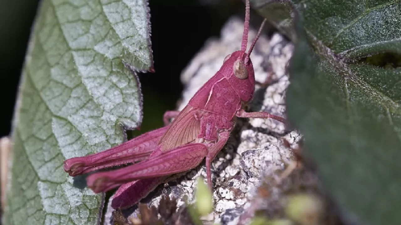 Cavalletta rosa Galles