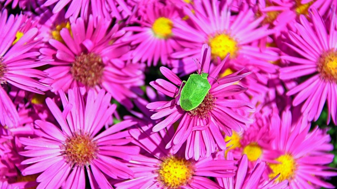 fiori rosa