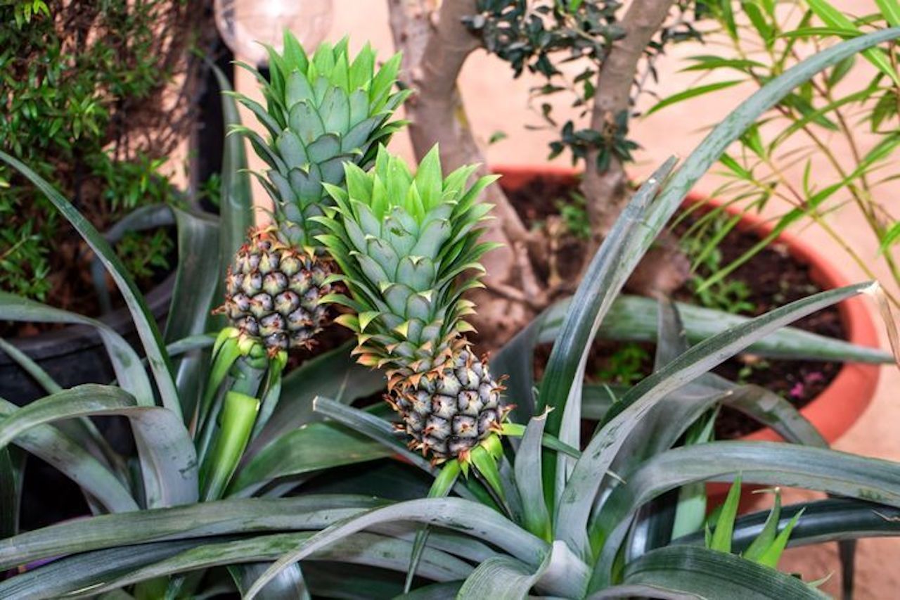 ananas da coltivare