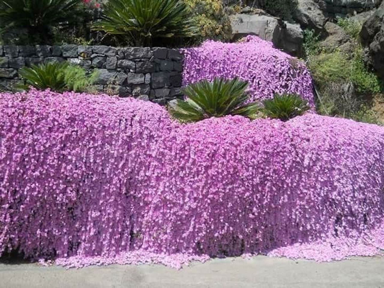 Una rigogliosa Barba di Giove