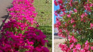 È una pianta sempre verde resistente e perfetta per la tua casa e il tuo giardino: come si coltiva la Barba di Giove