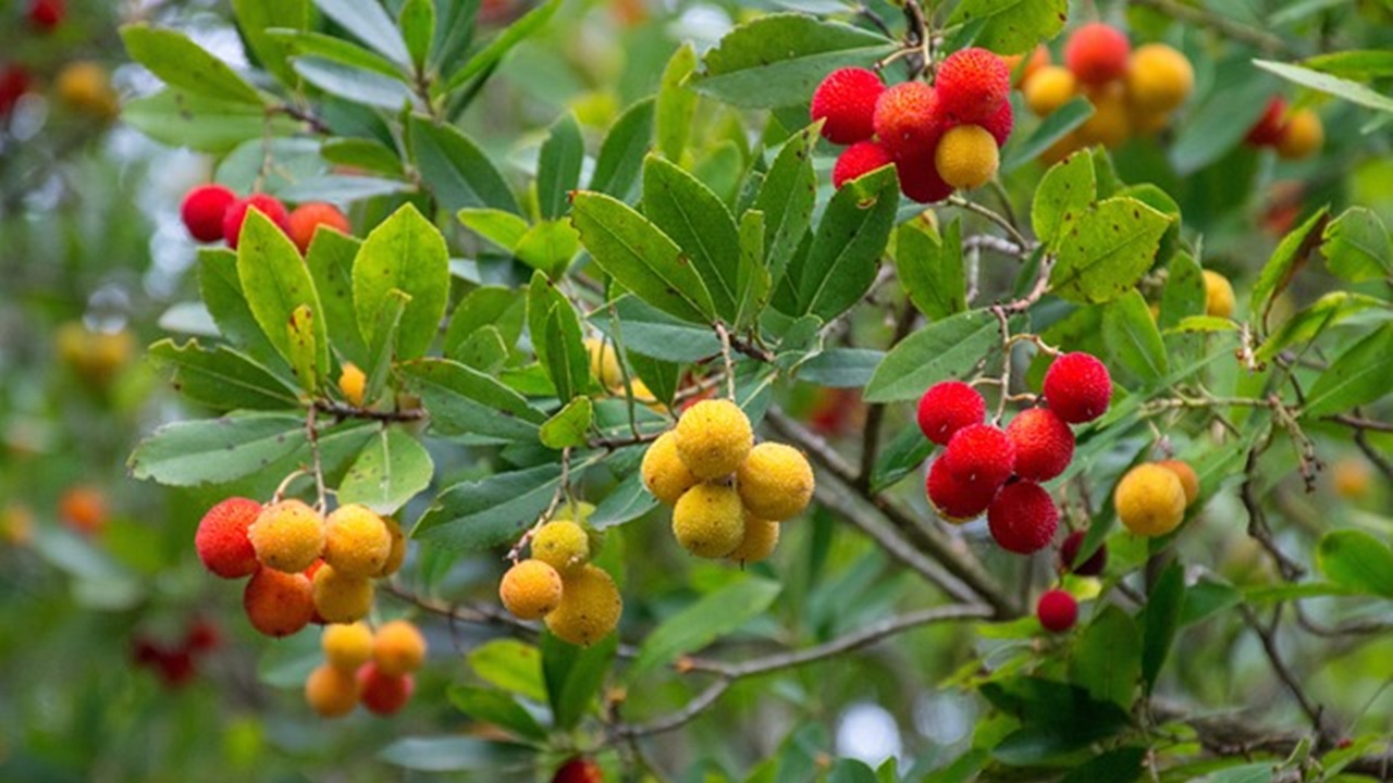 albero da frutta