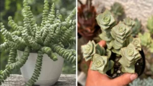 Come prendersi cura della crassula perforata o succulenta collana di bottoni