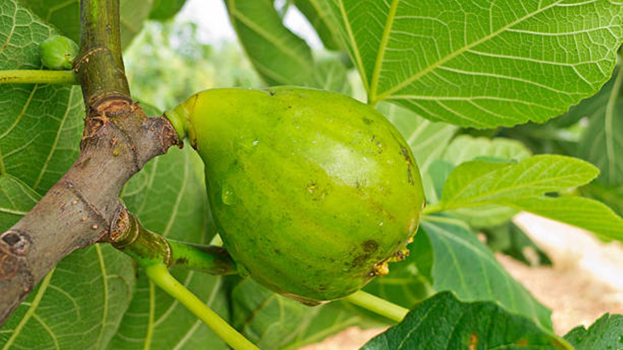 albero da frutto