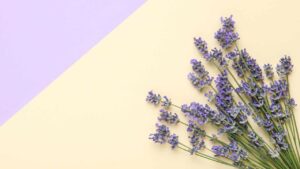 Come si usano i fiori di lavanda? Scoprilo qui