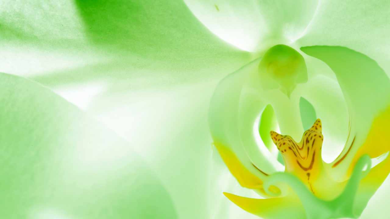 fiori di colore verde