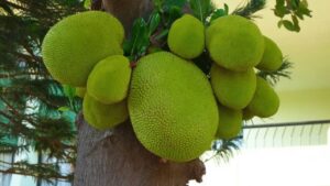 Jackfruit: quello dovresti sapere sul frutto più grande del mondo