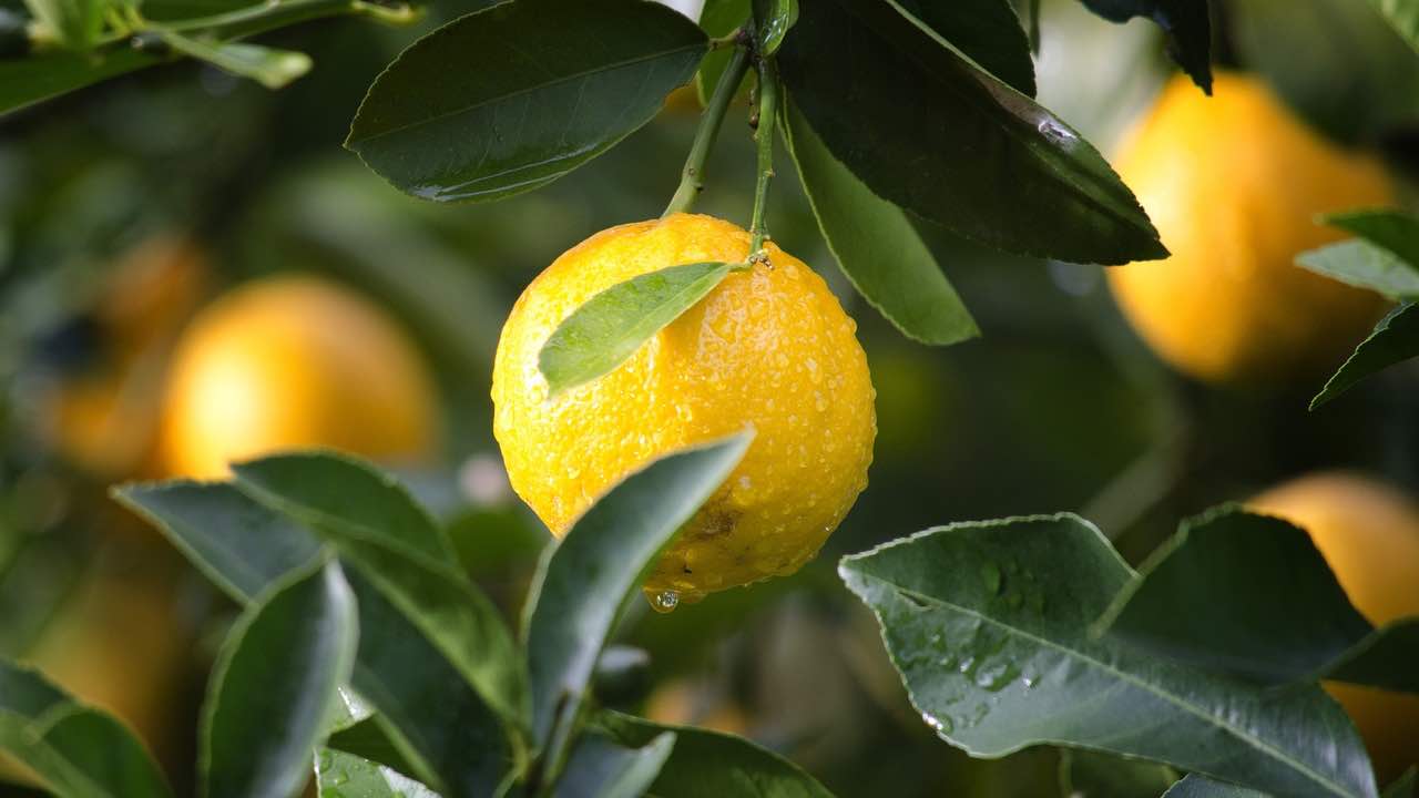 albero di limoni