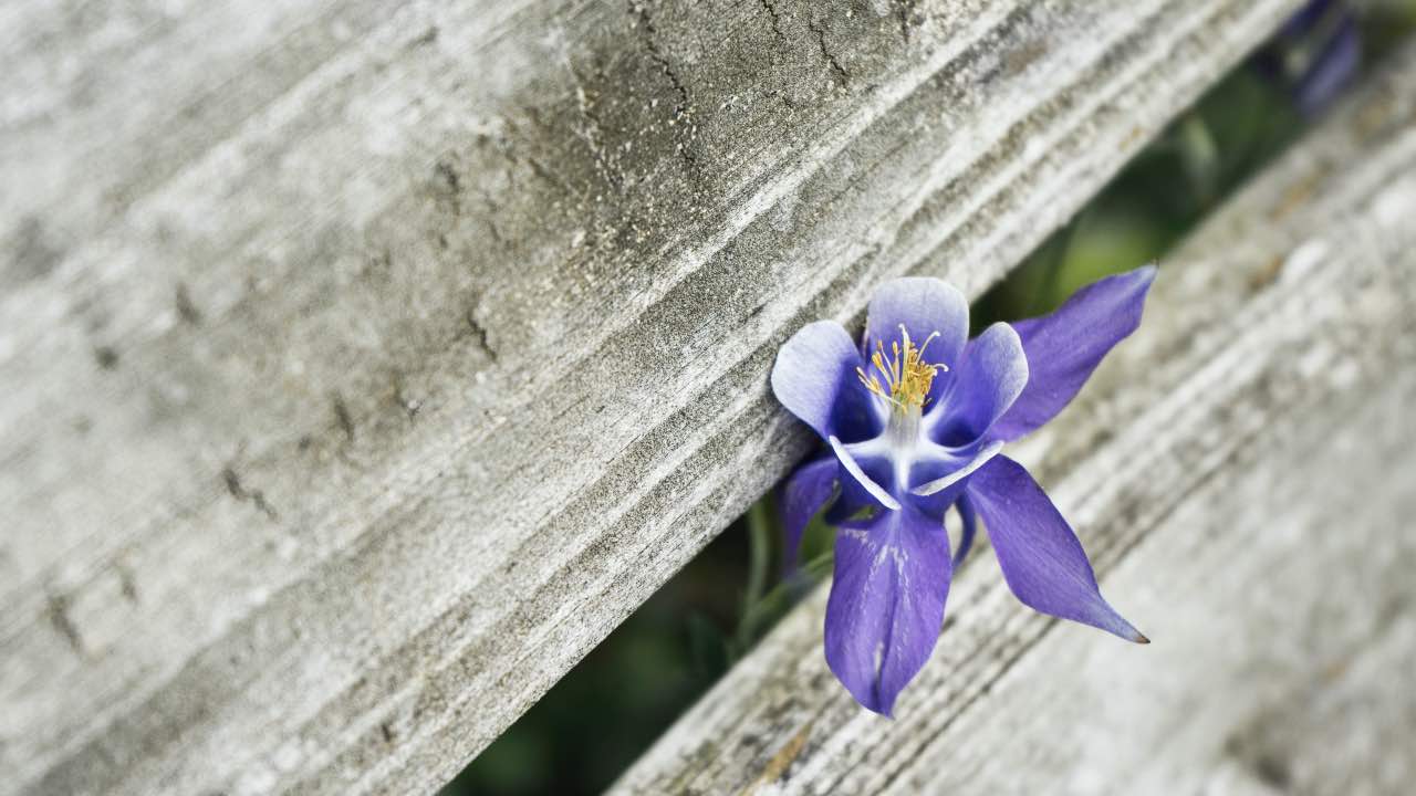 orchidea in giardino