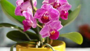 Orchidea, come stimolare la fioritura in modo naturale