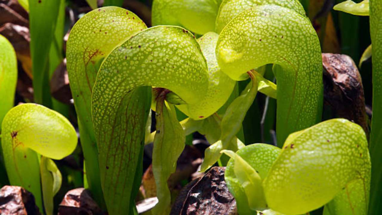 Pianta Cobra