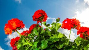 3 piante che devi assolutamente avere nel tuo balcone, sono anche resistenti al sole!