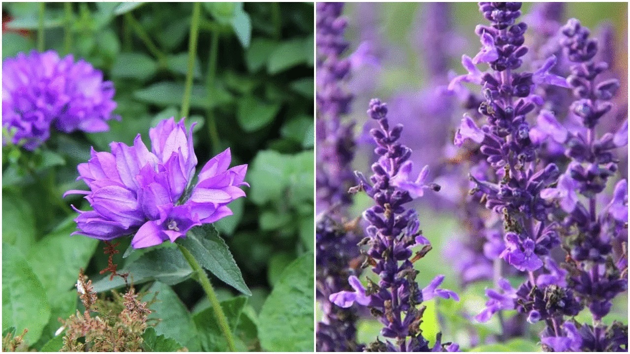 piante con fiori viola