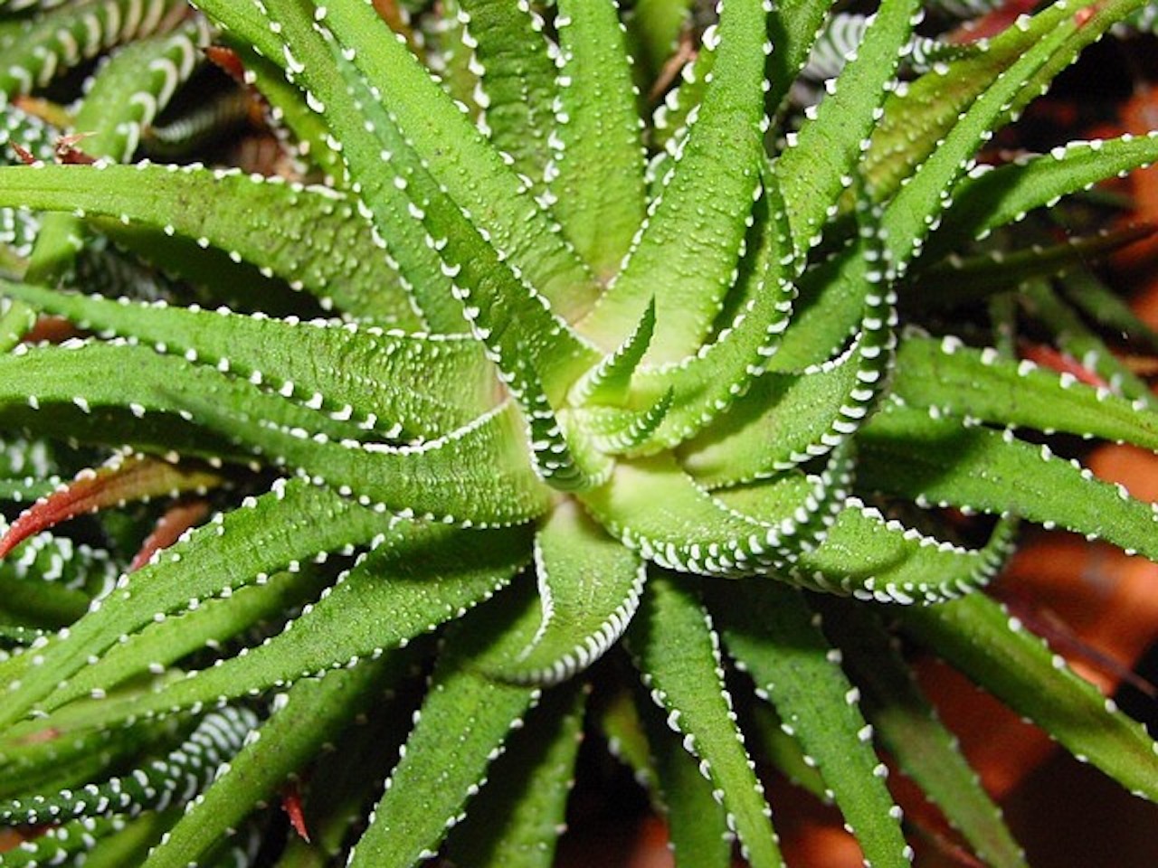 Aloe vera rinfrescante