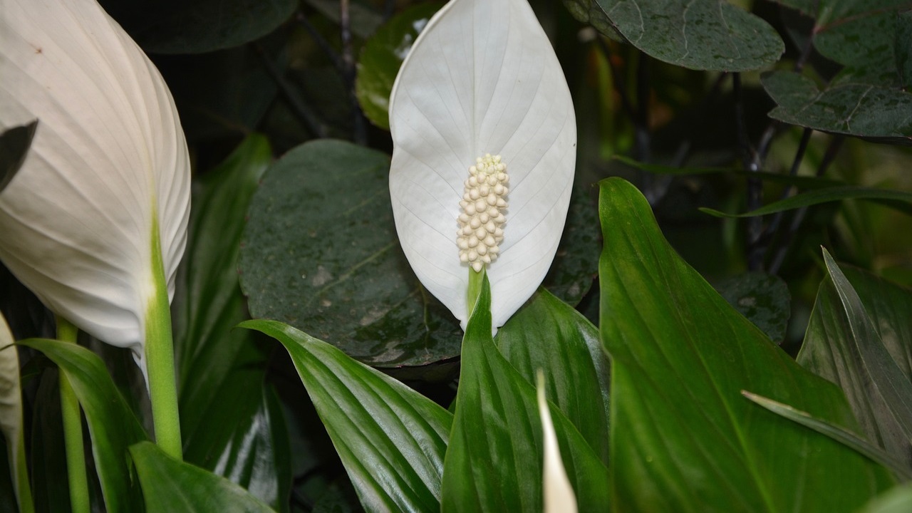 fiore bianco