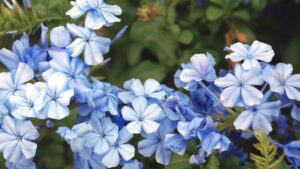 Plumbago pieno di fiori: i trucchi dei VIVAISTI