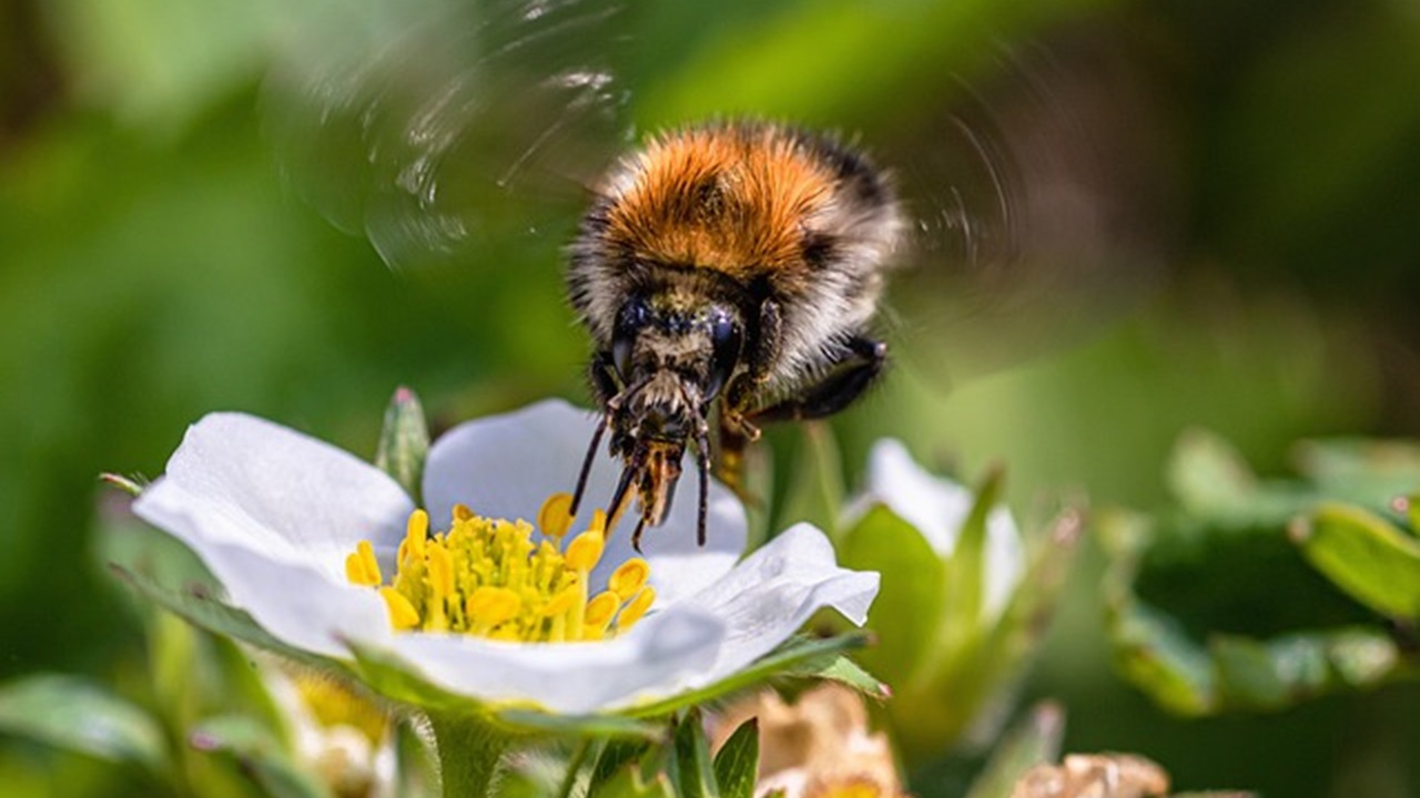 insetto impollinatore