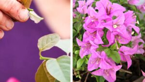 Come propagare i rami di Bouganvillea in balcone o giardino: il trucchetto infallibile