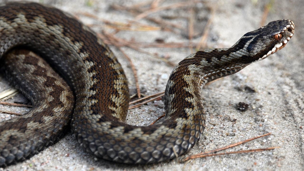 vipera