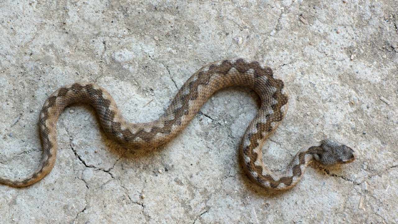 vipera rettile