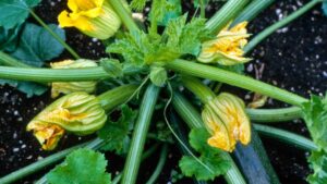 Cosa piantare accanto alle zucchine per avere un raccolto più prosperoso