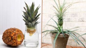 Ananas: i trucchetti per coltivarlo in vaso o in giardino